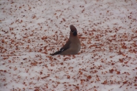 reg-school.ru/ryazan/sasovo/sosh3/News-14-15/190315_bird.JPG